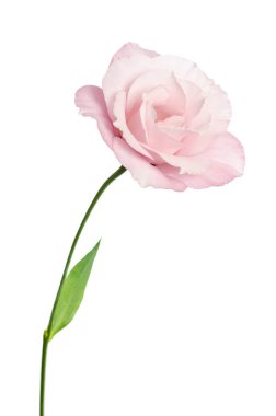 Güzel Eustoma çiçeği beyaz arkaplanda izole edilmiş.