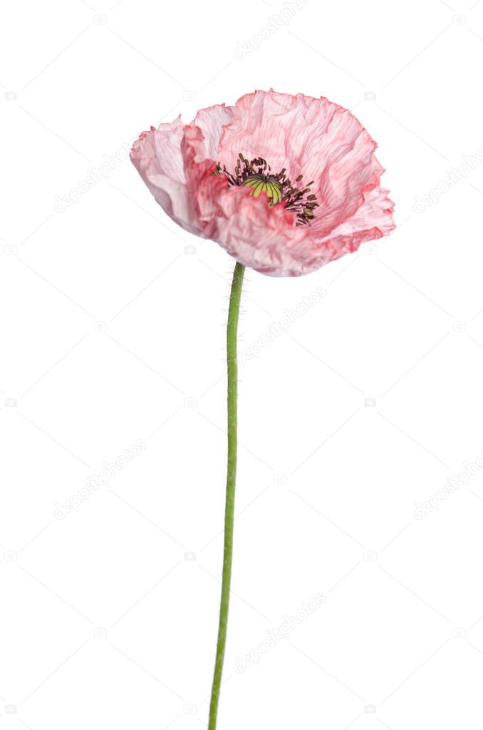 Single poppy isolated on white background.