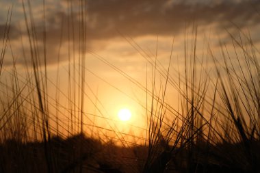 Buğday tarlasında şafak vakti. Gün doğumunda güzel manzara