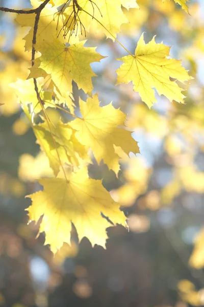 晴れた日の秋の森のカエデの葉 — ストック写真
