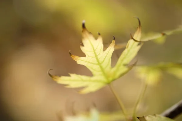 Ahornblätter Herbstwald Bei Sonnigem Tag — Stockfoto