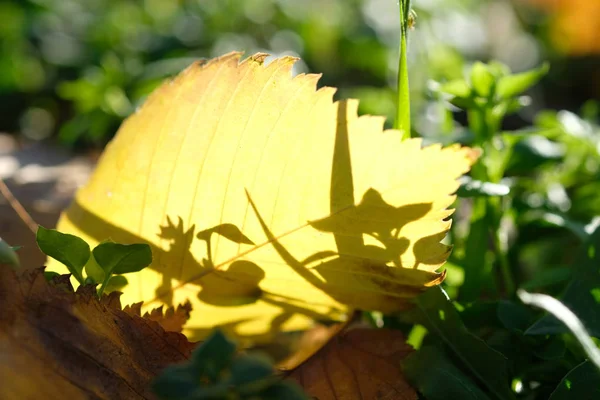 Ahornblätter Herbstwald Bei Sonnigem Tag — Stockfoto