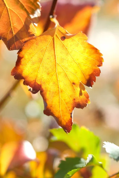 晴れた日の秋の森の中のウランの葉 — ストック写真
