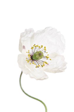 Beyaz arka plan üzerinde izole tek beyaz gelincik