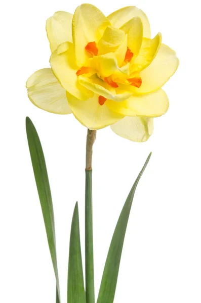 노란 수 선화 흰색 배경에 고립의 하나의 꽃 — 스톡 사진