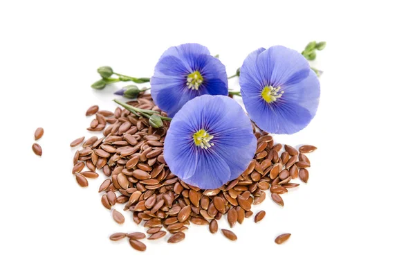 Beautiful flowers of flax with seeds isolated  on white — Stock Photo, Image