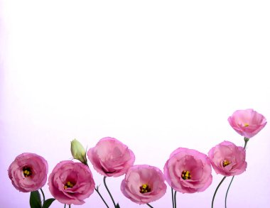 Pembe Eustoma 'nın güzel çiçek kompozisyonu. Çiçek arka planı