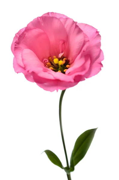 Vacker Rosa Eustoma Blomma Vit Bakgrund — Stockfoto