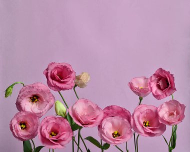 Pembe arka planda pembe rengin güzel çiçek kompozisyonu. Çiçek arkaplan. Sevgililer Günü. Mutlu yıllar..