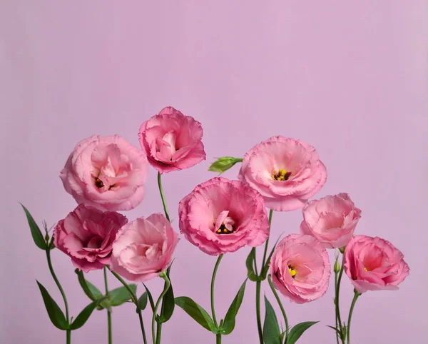 Beautiful Flower Composition Pink Eustoma Pink Background Floral Background Valentines — Stock Photo, Image