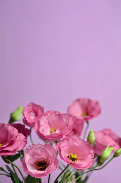 분홍색 배경에 아름다운 꽃다발 식물학적 발렌틴 — 스톡 사진
