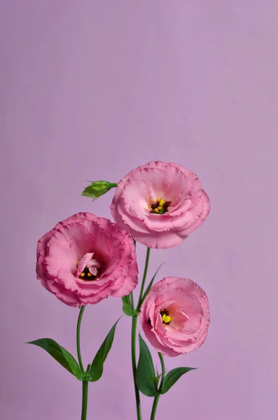 Bella Composizione Floreale Eustoma Rosa Sfondo Rosa Sfondo Floreale San — Foto Stock