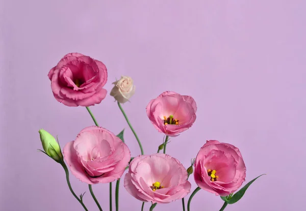 Bella Composizione Floreale Eustoma Rosa Sfondo Rosa Sfondo Floreale San — Foto Stock