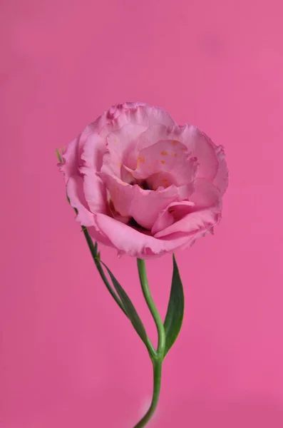 หลาบส ชมพ ดอกไม บนพ นหล ชมพ — ภาพถ่ายสต็อก