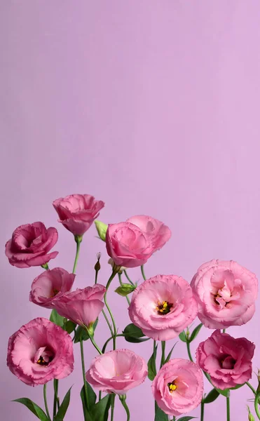 Belle Composition Florale Eustomes Roses Sur Fond Rose Fond Floral — Photo