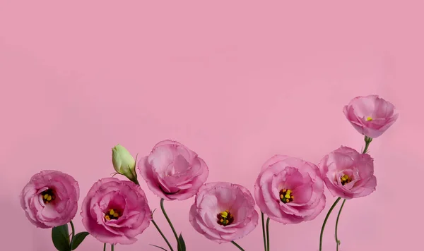 Красивая Цветочная Композиция Эустомы Розовом Фоне Квартира Лежала Вид Сверху — стоковое фото