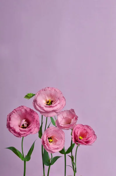 Beautiful Flower Composition Pink Eustoma Pink Background Floral Background Valentines — Stock Photo, Image