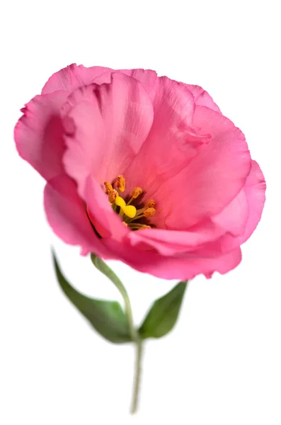 Vacker Rosa Eustoma Blomma Vit Bakgrund — Stockfoto