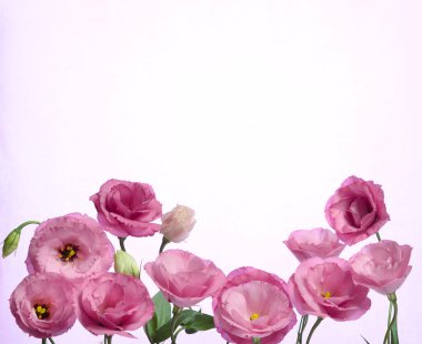 Beyaz arka planda pembe Eustoma 'nın güzel çiçek kompozisyonu. Çiçek arkaplan. Sevgililer Günü. Mutlu yıllar..
