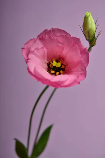 Delicada Flor Eustoma Rosa Sobre Fondo Rosa — Foto de Stock