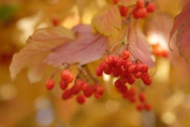 Sarı arkaplanda kırmızı viburum meyveleri.