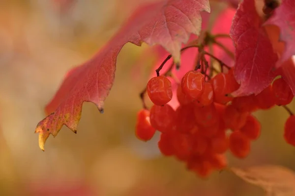 Bando de bagas vermelhas viburnum em um fundo amarelo desfocado — Fotografia de Stock