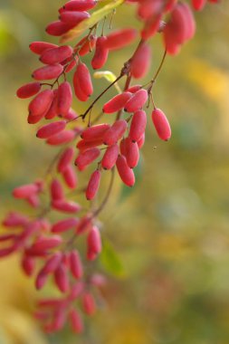 Olgun böğürtlenler dallarda
