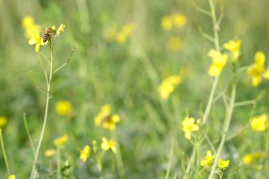 Bir arı, güneşli bir günde sarı çiçeklerde polen toplar..