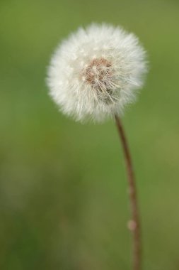 Bulanık yeşil arka planda bir beyaz karahindiba
