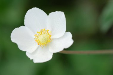 Yeşil yapraklı beyaz şakayık çiçekleri.