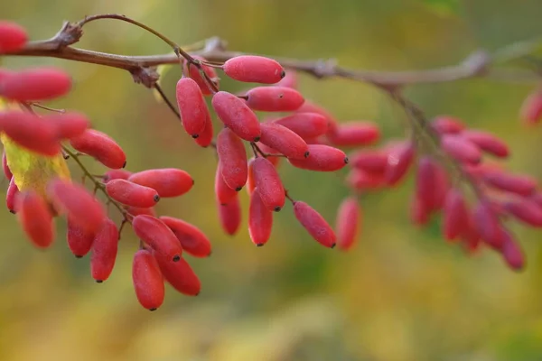 Rote reife Berberitzenbeeren auf den Zweigen — Stockfoto