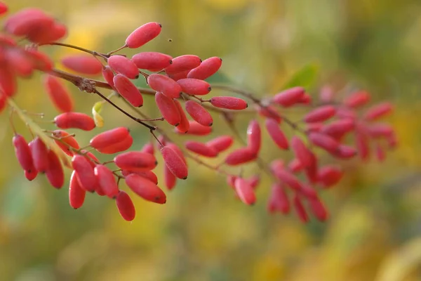 Красные спелые ягоды барбариса на ветвях — стоковое фото