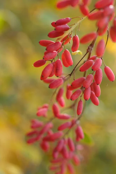 Bayas rojas maduras de agracejo en las ramas — Foto de Stock