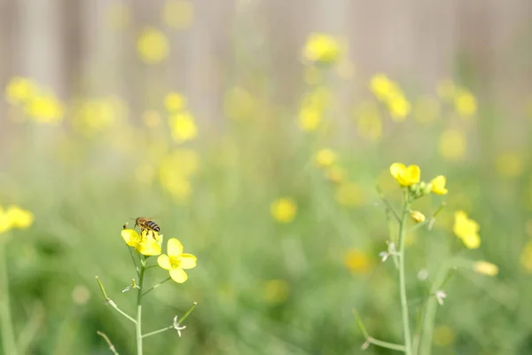 Pszczoła zbiera pyłek na żółtych kwiatach w słoneczny dzień. — Zdjęcie stockowe
