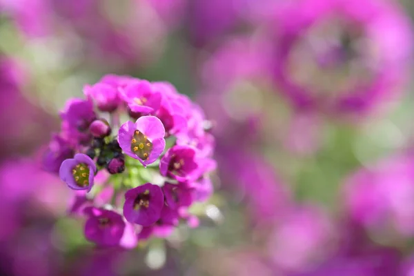 Petites fleurs rouges sur les tiges vertes au soleil — Photo