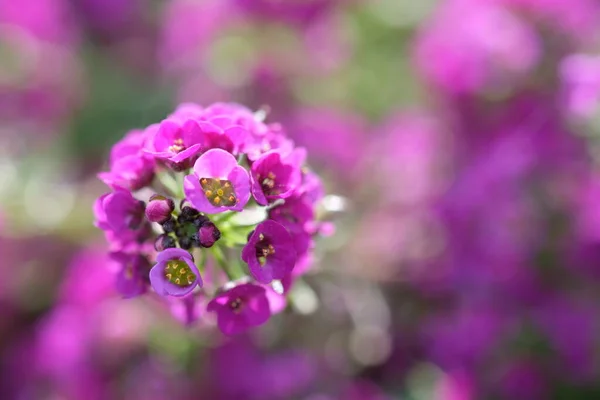 Blommor av små rosa blommor pÃ ¥en suddig bakgrund — Stockfoto