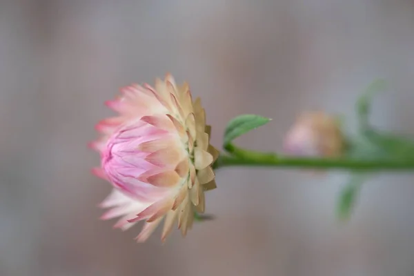 Rosa blomma på en grön stam, på en suddig bakgrund — Stockfoto