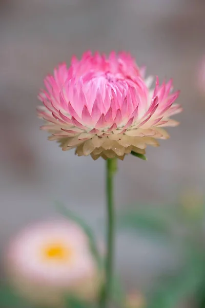 Różowy kwiat na zielonym łodydze, na rozmytym tle — Zdjęcie stockowe
