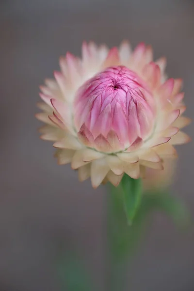 Рожева квітка на зеленому стеблі, на розмитому фоні — стокове фото