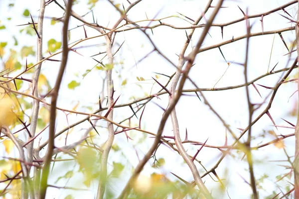 Épines et feuilles fraîches d'acacia au printemps — Photo
