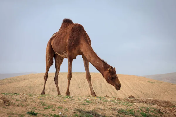 Kamel in der Wüste. — Stockfoto