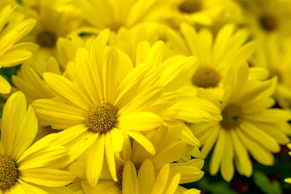 Background of yellow daisies - Golden Butterfly Marguerite Daisy — Stock Photo, Image