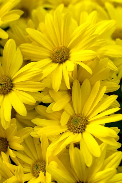 Background of yellow daisies - Golden Butterfly Marguerite Daisy — Stock Photo, Image