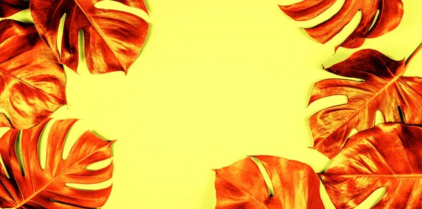 Тропічний листя Монстера на барвистий фон — стокове фото