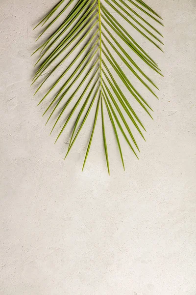 Folha de palma verde no fundo de concreto — Fotografia de Stock