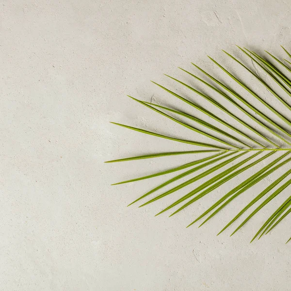 Groene palmtak op concrete achtergrond — Stockfoto