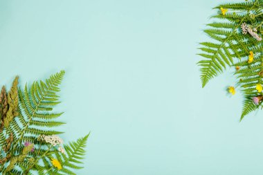 Vahşi ve şifalı otlar kavramı. Yabani otlar ve çiçek mavi zemin üzerine. Yeme, biohaking veya paleo diyet temiz. Üstten görünüm, düz yatıyordu, boşaltmak