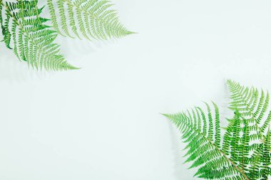 Mavi arka plan üzerinde eğreltiotu yaprakları