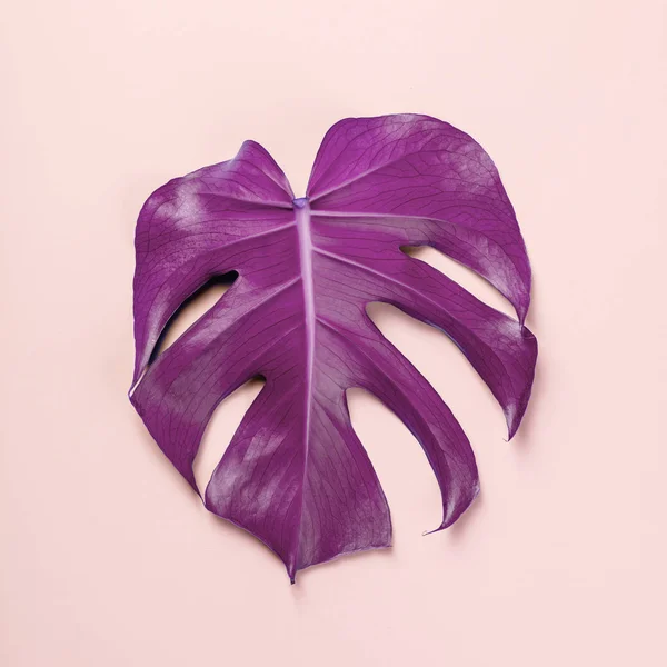 Folha Monstera Verde Fundo Pastel Rosa — Fotografia de Stock