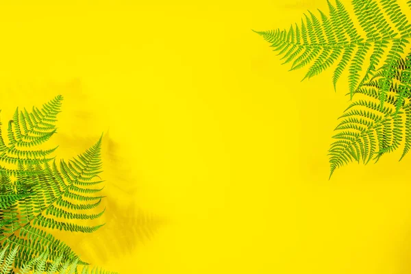 Fern leaves on yekkow background — Stock Photo, Image